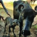 1st IVF calf of Banni buffalo breed born in Gir-Somnath