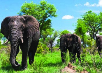 South Africa organises first-ever virtual roadshow for tourism recovery from India