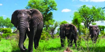 South Africa organises first-ever virtual roadshow for tourism recovery from India