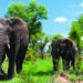 South Africa organises first-ever virtual roadshow for tourism recovery from India