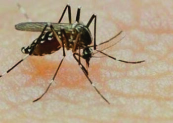 Nearly 500 affected due to dengue, says TN Health Minister