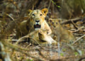 Third Gir lion killed by speeding car this year