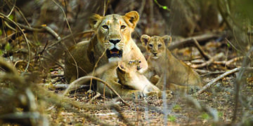Third Gir lion killed by speeding car this year