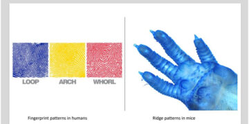 Limb development genes responsible for fingerprint patterns in humans: BHU scientist