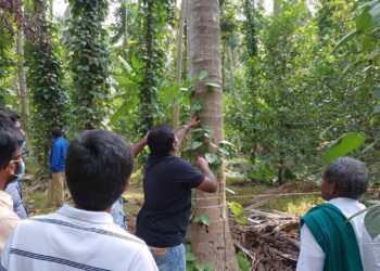 Pep(per) talk: Intercropping of ‘Black Gold’ in teak, coconut farms yields rich dividends