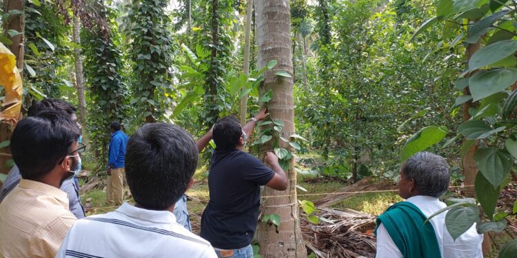 Pep(per) talk: Intercropping of ‘Black Gold’ in teak, coconut farms yields rich dividends