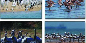 Gujarat’s Khijadia in Jamnagar & UP’s Bakhira wildlife sanctuary, India’s two new Ramsar sites