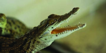 COVID & problem of plenty: Reliance Zoo in Jamnagar to get 1000 crocodiles from Chennai