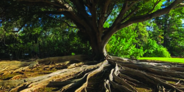 Faith for Earth Dialogue: Save Soil Movement makes urgent pitch at UN about a silent ecological disaster