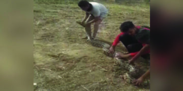 Wildlife rescue team saves 12-ft long python in Vadodara