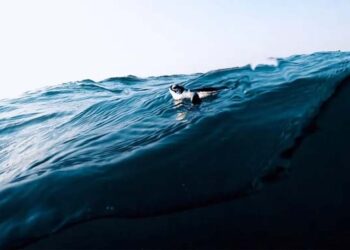 Maharashtra Tourism holds road show in Ahmedabad to attract wanderlusts from Gujarat