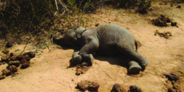 Elephant calf found dead in Ooty