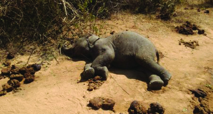 Elephant calf found dead in Ooty