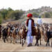 Bill on stray cattle menace: Govt proposes but party disposes fearing loss of Maldhari votes