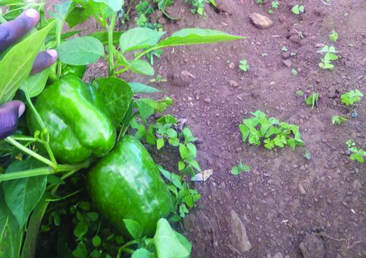 Mother’s Day Special: Stuffed Shimla Mirch Delights [Bharwan Shimla Mirch ka Zaika]