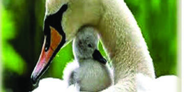 Sheraton Grand Chennai Resort & Spa’s The Reef offers spl Mother’s Day brunch
