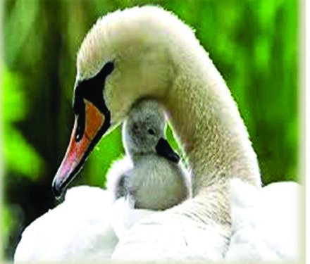 Sheraton Grand Chennai Resort & Spa’s The Reef offers spl Mother’s Day brunch