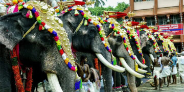 Karnataka HC bats for Radhe Krishna Temple Elephant Welfare Trust’s animal welfare activities