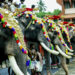 Karnataka HC bats for Radhe Krishna Temple Elephant Welfare Trust’s animal welfare activities