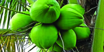 Union Agri Minister to dedicate Gujarat State Center of Coconut Dev Board