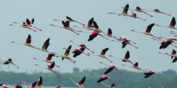 Six more wetlands in TN get Ramsar recognition, CM Stalin pats forest dept