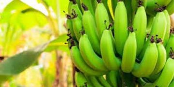 Sunday Special: Perfect Pair-Raw Banana Fare