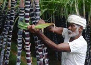 ICAR-Sugarcane Breeding Institute to organize Kannal Vizha on Sep 23 & 24 in Kovai