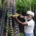 ICAR-Sugarcane Breeding Institute to organize Kannal Vizha on Sep 23 & 24 in Kovai