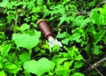 3 rocket grenades found in abandoned Army training centre in Chengalpattu
