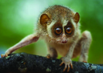 Tamil Nadu govt notifies country’s first Kadavur slender loris sanctuary