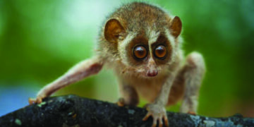 Tamil Nadu govt notifies country’s first Kadavur slender loris sanctuary
