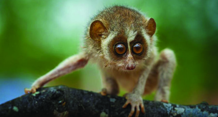 Tamil Nadu govt notifies country’s first Kadavur slender loris sanctuary