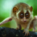 Tamil Nadu govt notifies country’s first Kadavur slender loris sanctuary