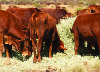 TN CM Stalin urges Centre to expedite foot and mouth disease vaccine supply