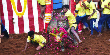 Adventure sport of Tamils: 53 injured, 10 grievously injured in ‘Alanganallur’ Jallikattu