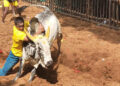 23 bull-tamers injured in Avaniapuram jallikattu event