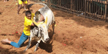 23 bull-tamers injured in Avaniapuram jallikattu event