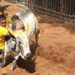 23 bull-tamers injured in Avaniapuram jallikattu event