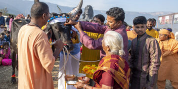 Preservation at its best: Mattu Pongal celebrations at Isha bring Native cattle breeds to spotlight