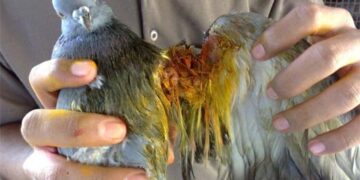 Ahead of Makar Sankranti, Gujarat CM launches Karuna Abhiyan to save injured birds