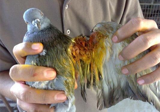 Ahead of Makar Sankranti, Gujarat CM launches Karuna Abhiyan to save injured birds