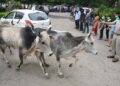 Gujarat to sterilise 50,000 bulls to curb stray cattle menace on major city roads