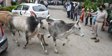Gujarat to sterilise 50,000 bulls to curb stray cattle menace on major city roads