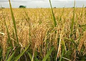 Unseasonal rain impact: Stalin asks PM Modi to relax paddy procurement norms