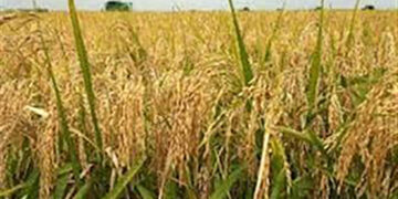 Unseasonal rain impact: Stalin asks PM Modi to relax paddy procurement norms