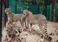 Boost to India’s wildlife diversity as 12 cheetahs arrive in MP: PM Modi