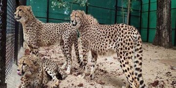 Boost to India’s wildlife diversity as 12 cheetahs arrive in MP: PM Modi