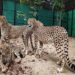 Boost to India’s wildlife diversity as 12 cheetahs arrive in MP: PM Modi