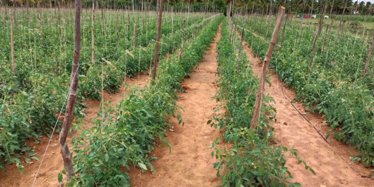 ‘Drip Fertigation’ enhances crop yield under Tarikera project, announces Netafim