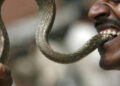 Arcot Range officer nabs 3 for biting off snake’s head and circulating on social media in Ranipet